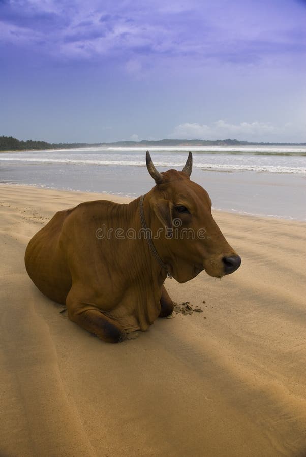 Holy cow on the beach in Sri Lanka. Holy cow on the beach in Sri Lanka