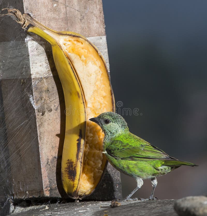 Heinei de Tanager Oiseau vert clair, femelle photo libre de droits Heinei de Tanager Oiseau vert clair, femelle photo libre de droits