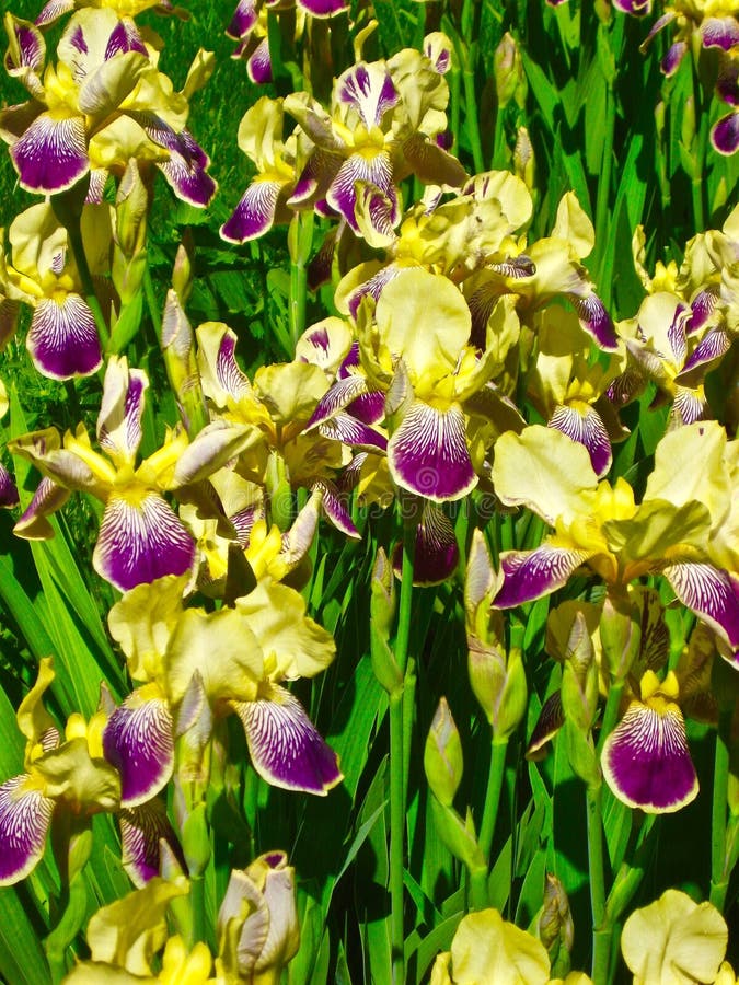 Heirloom Irises stock photo. Image of flower, love, purple 59600814