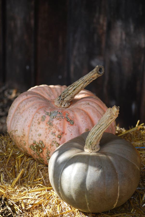 Heirloom Pumpkins and Squash - Autumn farm stand produce stock photos Heirloom Pumpkins and Squash - Autumn farm stand produce stock photos