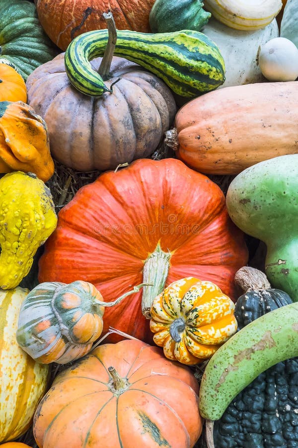 Heirloom squash on display 9