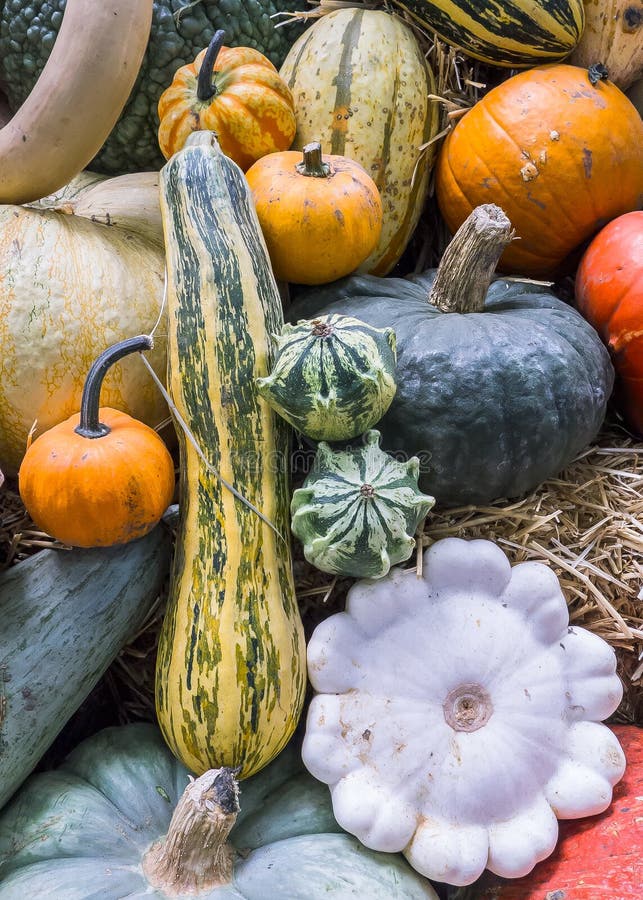 1,199 Squash Varieties Photos - Free & Royalty-Free Stock Photos from ...