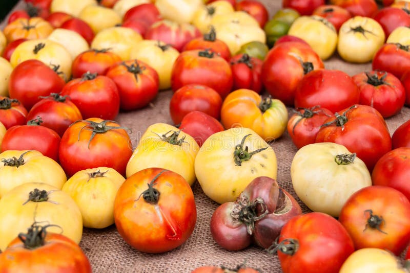 Heirloom tomatoes stock photo. Image of country, eating 32162534