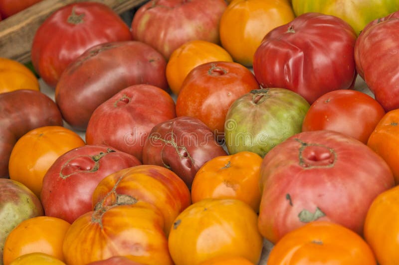 Heirloom Tomatoes at Market Stock Photo Image of heritage, food 34529076