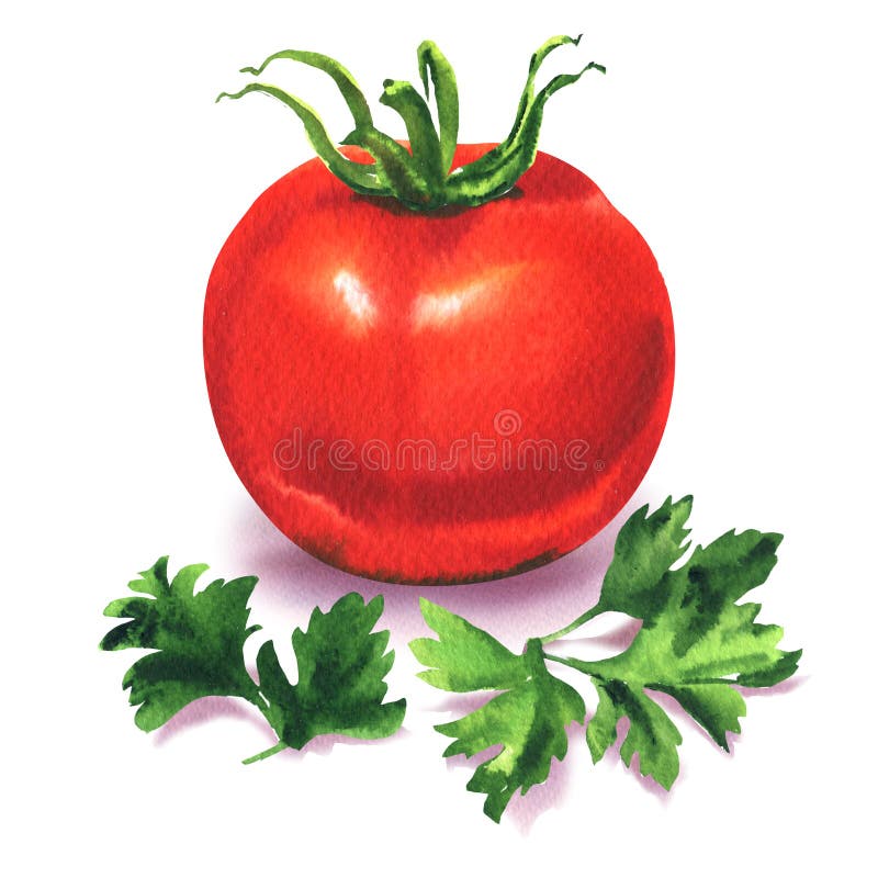 Hel mogen röd tomat med grön persilja, den nya grönsaken och kryddaörten, ingredienser för sallad som isoleras, dragen hand royaltyfri illustrationer Hel mogen röd tomat med grön persilja, den nya grönsaken och kryddaörten, ingredienser för sallad som isoleras, dragen hand royaltyfri illustrationer