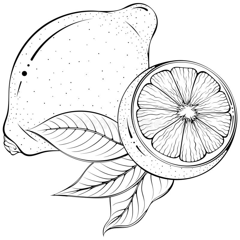 Hel och halv citron med bladkonst stock illustrationer