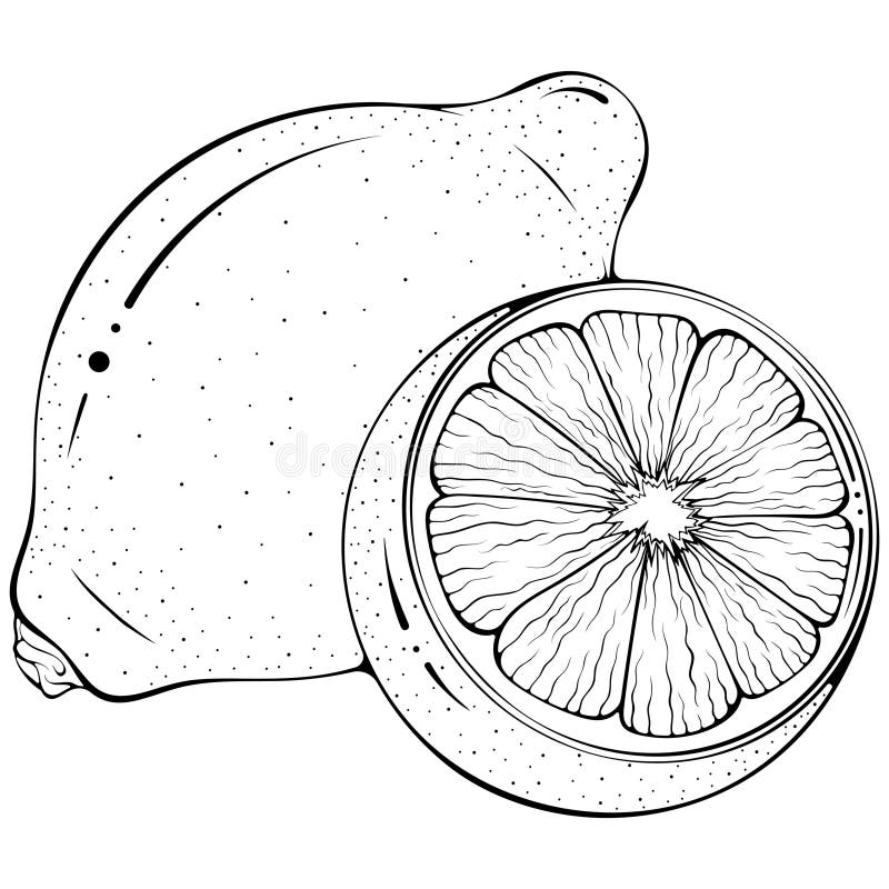 Hel och halv citronkonst stock illustrationer