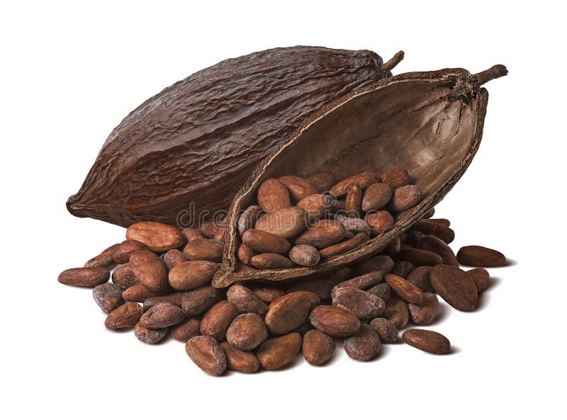 Hel och halv kakaofröskida med rå bönor som isoleras på vit bakgrund