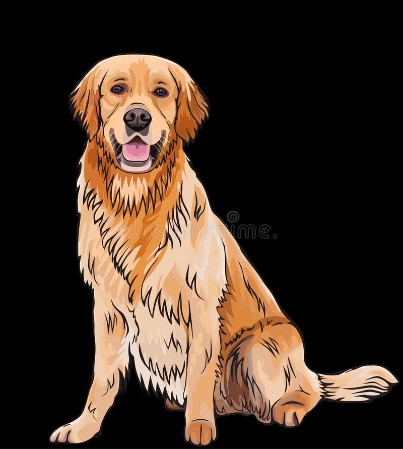Vector cartoon sketch portrait drawing of the whole body of a smiling yellow orange brown dog breed Golden Retriever.Sitting happy cute doggy outlined design illustration isolated on black background. Vector cartoon sketch portrait drawing of the whole body of a smiling yellow orange brown dog breed Golden Retriever.Sitting happy cute doggy outlined design illustration isolated on black background.