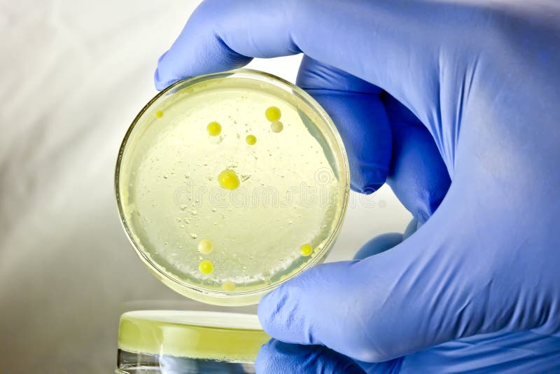 Held Petri Dish Specimen stock photography
