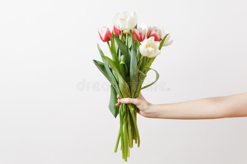 Helder boeket van witte en roze de lentetulpen met gele centra in vrouwelijke hand op witte achtergrond stock afbeeldingen Helder boeket van witte en roze de lentetulpen met gele centra in vrouwelijke hand op witte achtergrond stock afbeeldingen