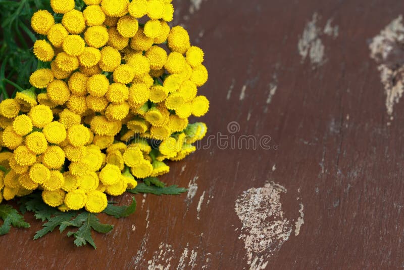 Helder gele tansy bloemen op oude houten raad stock afbeeldingen Helder gele tansy bloemen op oude houten raad stock afbeeldingen