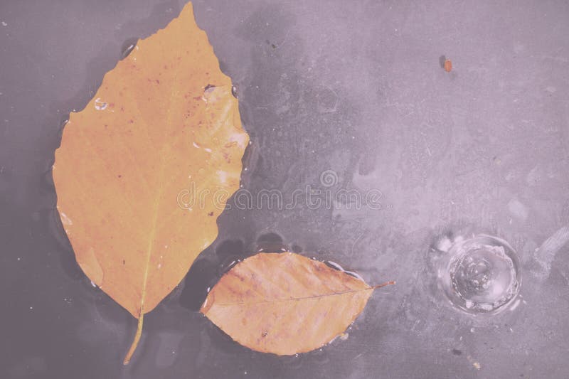 Helder kleurrijk de herfstblad die in water Uitstekende Retro Fil drijven stock fotografie Helder kleurrijk de herfstblad die in water Uitstekende Retro Fil drijven stock fotografie