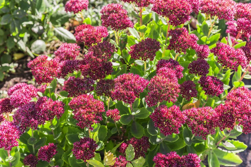 Heldere de herfst bloemen natuurlijke achtergrond met bloeiende roze flowe royalty-vrije stock afbeelding Heldere de herfst bloemen natuurlijke achtergrond met bloeiende roze flowe royalty-vrije stock afbeelding
