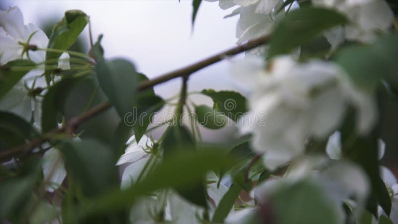 Heldere dichte omhooggaande mening van de witte wilde bloesem van de appelboom in stadsstraten in de lentetijd Voorraadlengte App stock fotografie Heldere dichte omhooggaande mening van de witte wilde bloesem van de appelboom in stadsstraten in de lentetijd Voorraadlengte App stock fotografie