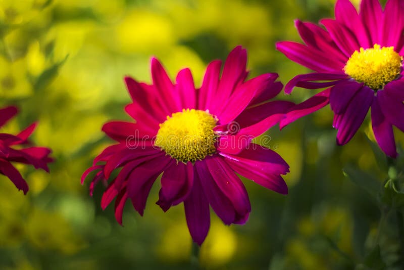 Heldere donkere roze Echinacea-bloem op zachte kleurrijke bokehachtergrond stock afbeelding Heldere donkere roze Echinacea-bloem op zachte kleurrijke bokehachtergrond stock afbeelding