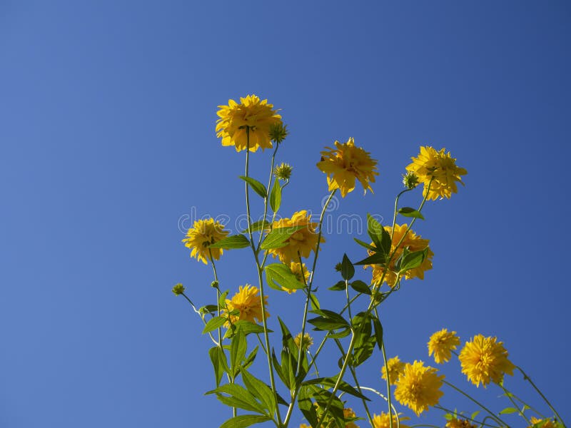 Heldere gele bloemen bloeien tijdens de zomerdag stock foto Heldere gele bloemen bloeien tijdens de zomerdag stock foto