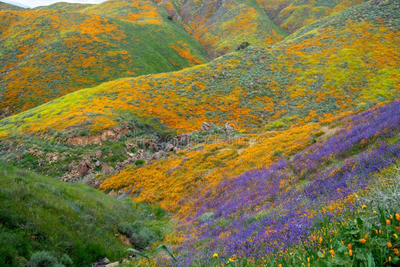 Heldere, kleurrijke wildflowers behandelen de rollende heuvels van Walker Canyon tijdens de super bloei van Californië van papave