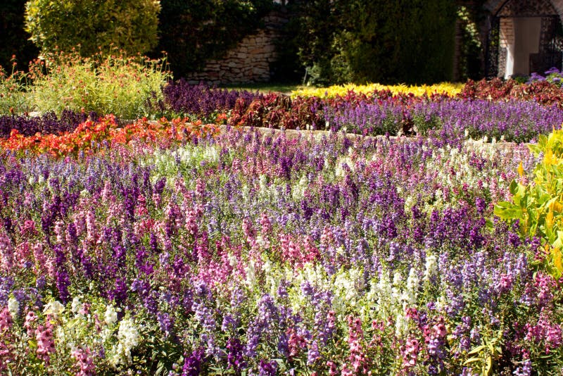 Heldere, meerkleurige bloeiende tuin met kleurrijke bloemen, bloeiende velden, zomerpark, zonnig landschap, bloeiende planten, royalty-vrije stock foto's Heldere, meerkleurige bloeiende tuin met kleurrijke bloemen, bloeiende velden, zomerpark, zonnig landschap, bloeiende planten, royalty-vrije stock foto's