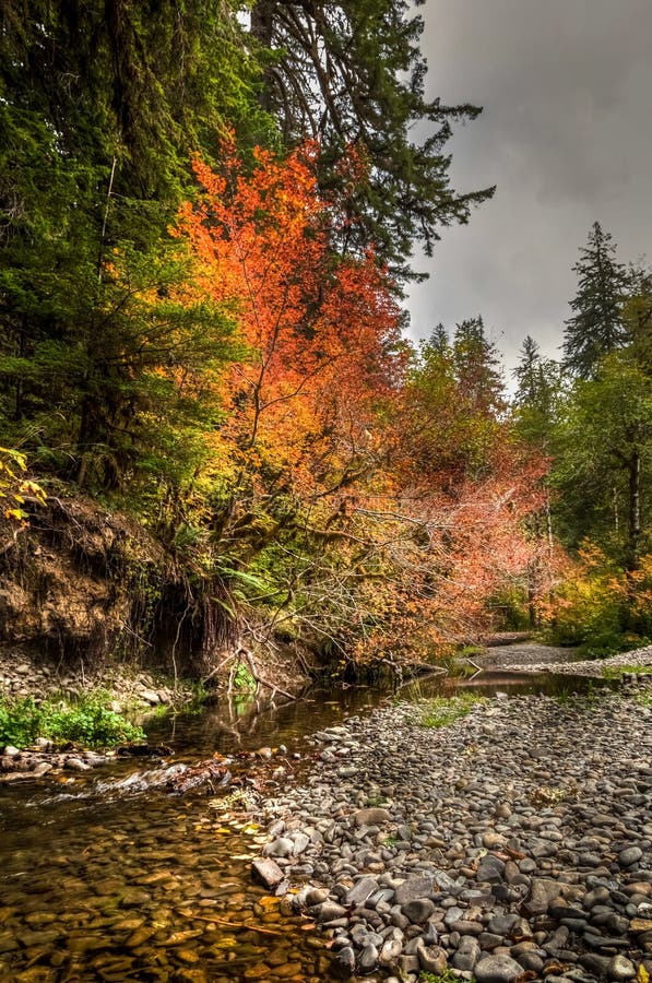 Heldere rode, gele en oranje dalingskleuren naast vreedzame kalme kreek in Hoh Rain Forest stock afbeelding Heldere rode, gele en oranje dalingskleuren naast vreedzame kalme kreek in Hoh Rain Forest stock afbeelding