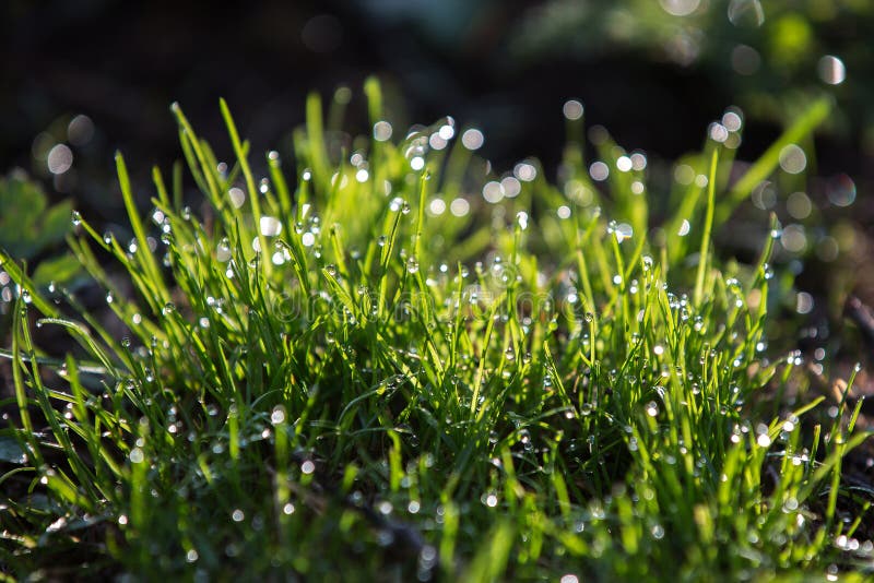 Heldergroen gras met dalingen van dauw, mooie bokeh royalty-vrije stock afbeelding Heldergroen gras met dalingen van dauw, mooie bokeh royalty-vrije stock afbeelding