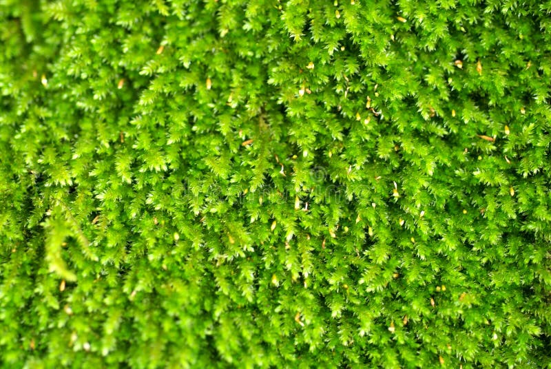 Heldergroene algen royalty-vrije stock afbeeldingen Heldergroene algen royalty-vrije stock afbeeldingen