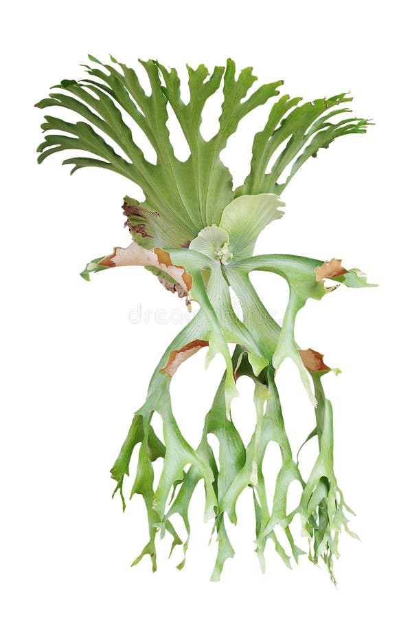 Helecho de Staghorn, superbum del Platycerium, planta tropical ornamental i imagen de archivo Helecho de Staghorn, superbum del Platycerium, planta tropical ornamental i imagen de archivo