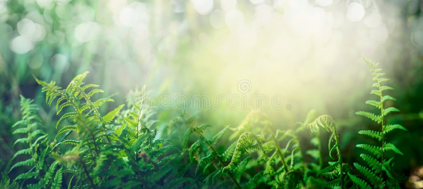 Helecho en bosque tropical de la selva con la luz del sol, fondo al aire libre de la naturaleza Helecho en bosque tropical de la selva con la luz del sol, fondo al aire libre de la naturaleza