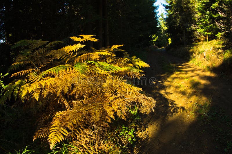 Helecho iluminado por el rayo de la luz en un bosque oscuro, montaña del otoño de Cemerno imagenes de archivo Helecho iluminado por el rayo de la luz en un bosque oscuro, montaña del otoño de Cemerno imagenes de archivo