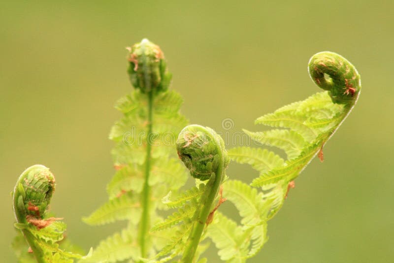 Helechos jóvenes foto de archivo