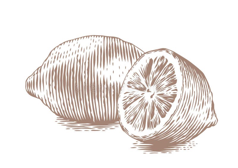 Helhet och halv citron royaltyfri illustrationer