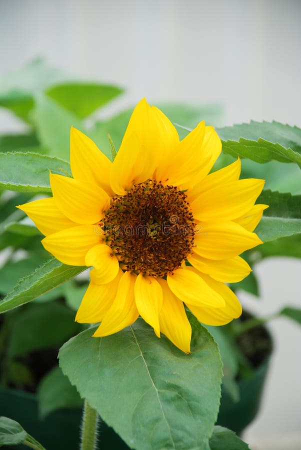 Helianthus Annuus, Small and Potted Sunflowers. Small Flower Size Stock ...