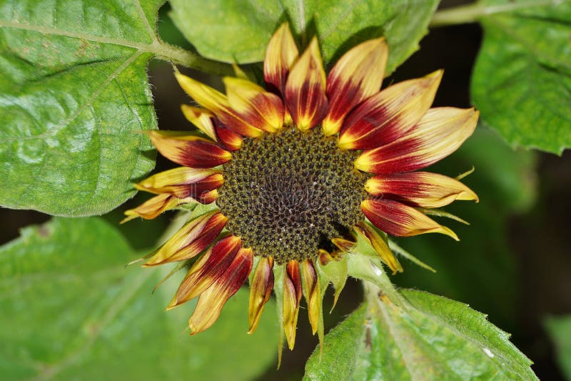 Helianthus annuus - sunflower