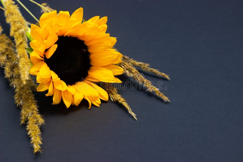 Helianthus, bright yellow sunflower with cereals on a dark background floral background royalty free stock image Helianthus, bright yellow sunflower with cereals on a dark background floral background royalty free stock image