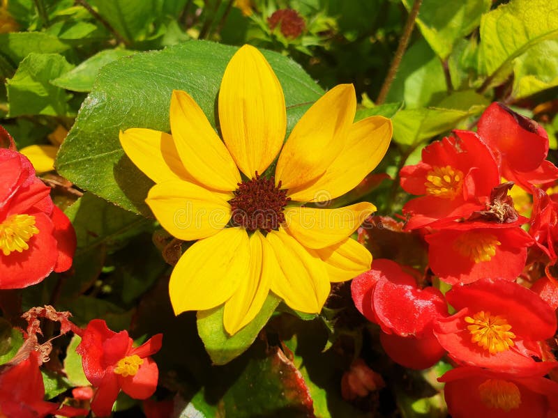 Helianthus bushes with yellow flowers bloom in a flower bed. Helianthus bushes with yellow flowers bloom in a flower bed.