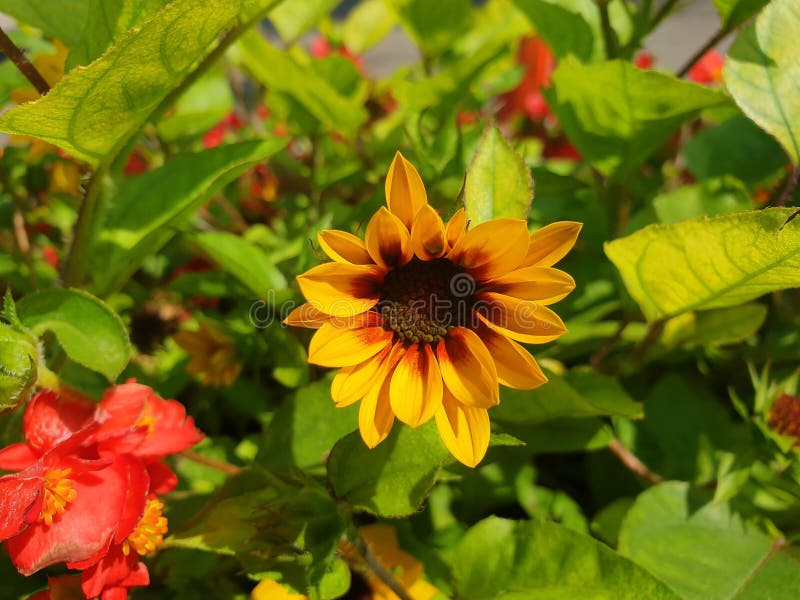 Helianthus bushes with yellow flowers. Bloom in a flower bed