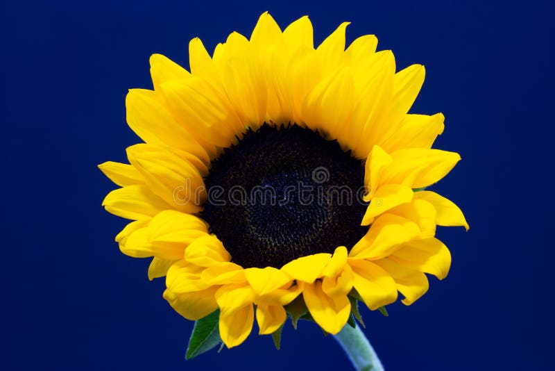 Helianthus, decorative sunflower flower on a dark background floral background royalty free stock photos Helianthus, decorative sunflower flower on a dark background floral background royalty free stock photos