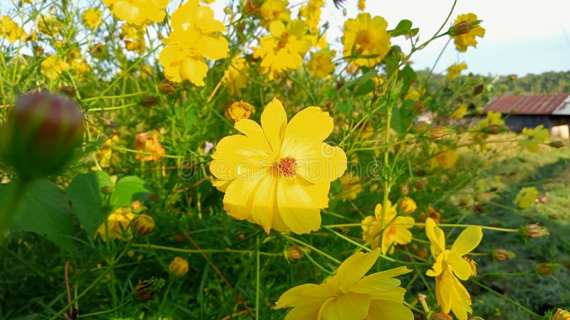 Helianthus giganteus wild flowers are yellow