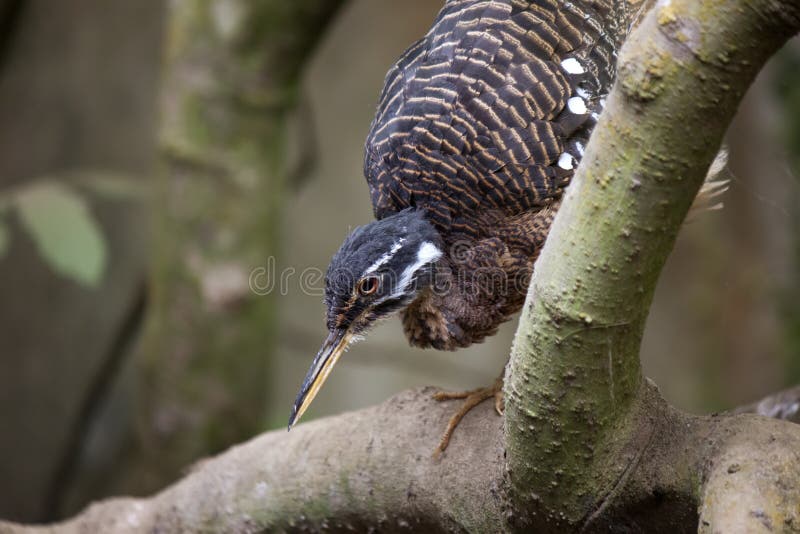 Helias Eurypyga Sunbittern στοκ εικόνες Helias Eurypyga Sunbittern στοκ εικόνες