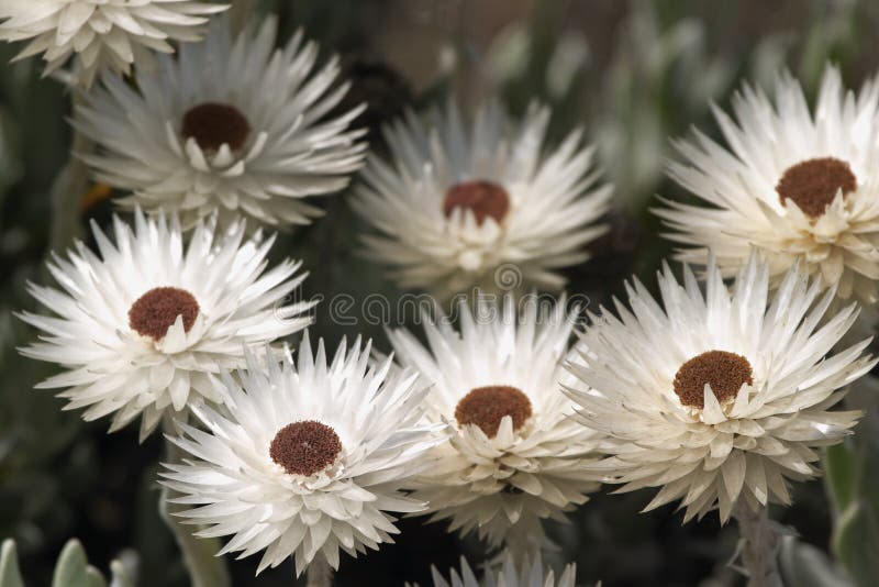 Helichrysum flowers