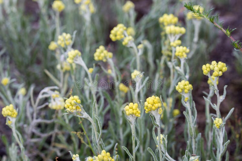 Helichrysumarenarium, dwerg everlast, immortelle gele bloemen royalty-vrije stock afbeeldingen Helichrysumarenarium, dwerg everlast, immortelle gele bloemen royalty-vrije stock afbeeldingen