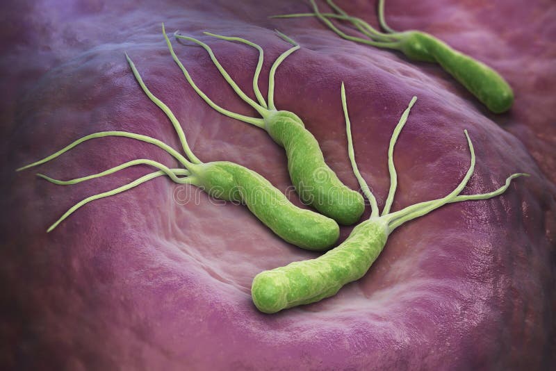 Helicobacter Pylori bacteria