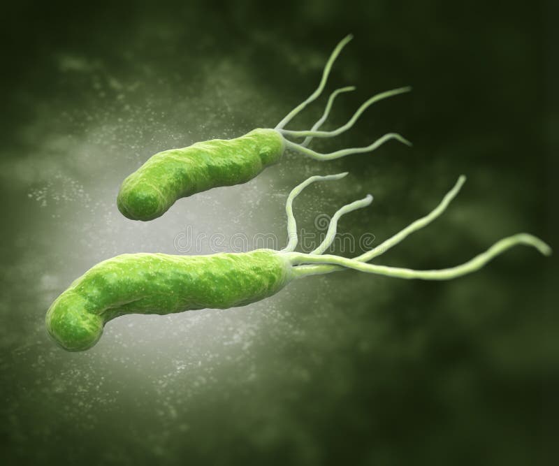 HELICOBACTER PYLORI