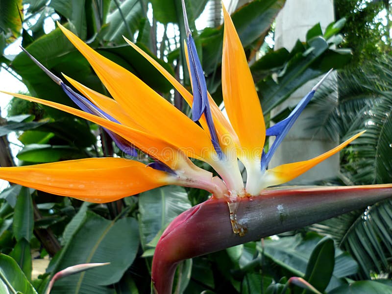 Heliconia foto de stock Heliconia foto de stock