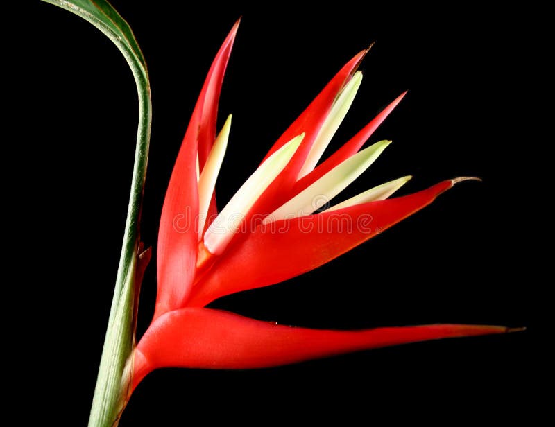 The heliconia flower which is a spectacular tropical plant. The heliconia flower which is a spectacular tropical plant.