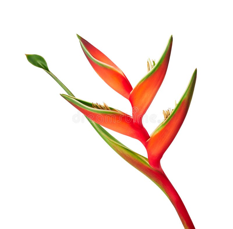 Heliconia-bihai Blume rotes palulu, tropische Blumen lokalisiert auf wei?em Hintergrund, mit Beschneidungspfad stockbild Heliconia-bihai Blume rotes palulu, tropische Blumen lokalisiert auf wei?em Hintergrund, mit Beschneidungspfad stockbild
