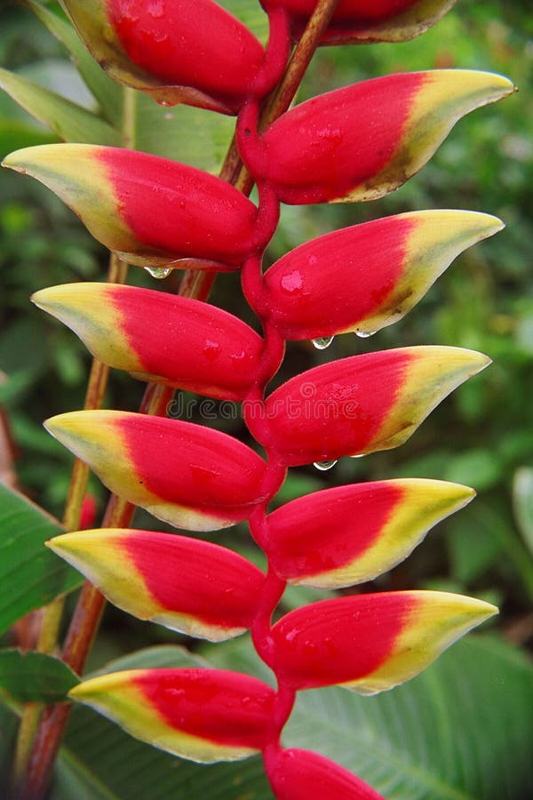 Helicónia com Gotas de Chuva fotografia de stock
