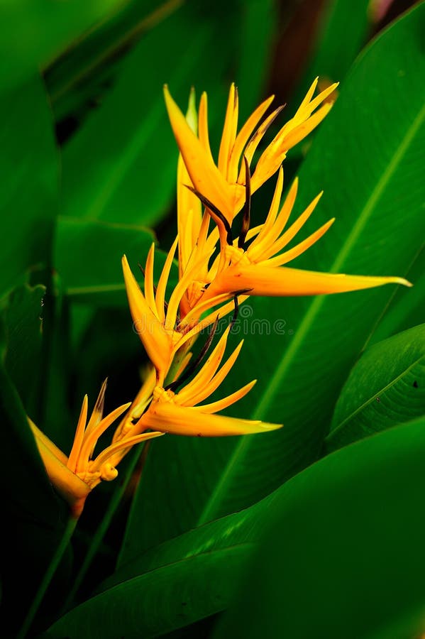 Heliconia