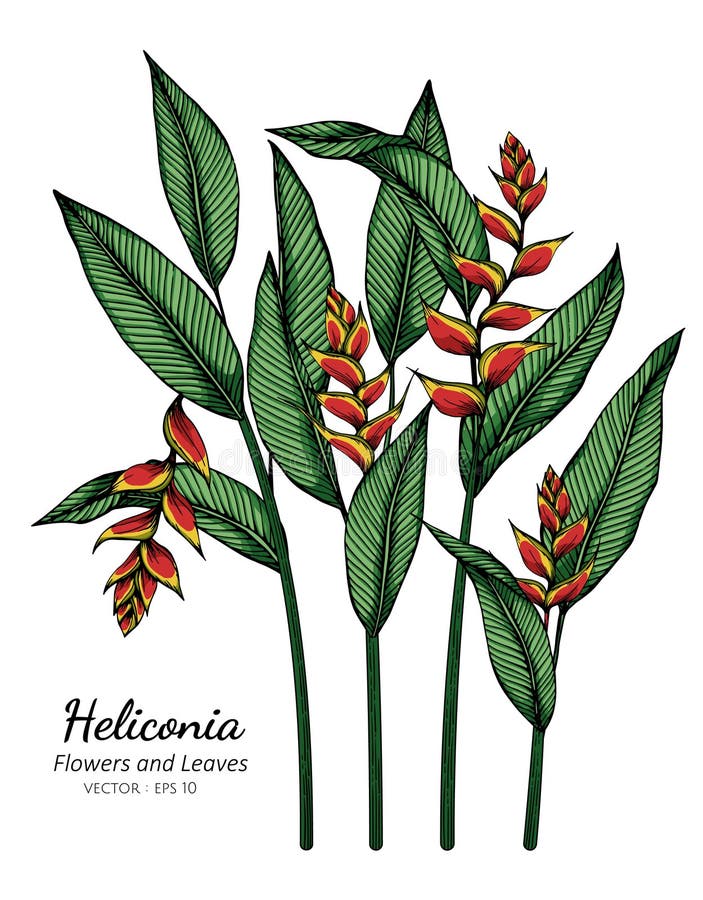 Heliconia Flower Stroobant 1862 Vintage Botanical Illustration Fine Art Print 