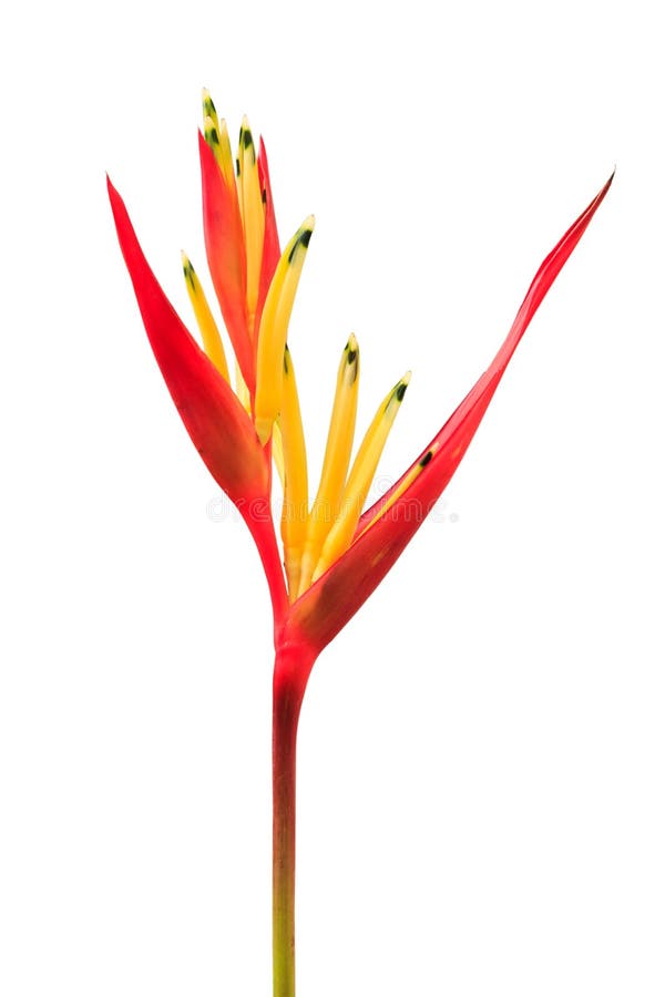 heliconia psittacorum viridi download free heliconia psittacorum viridi download free